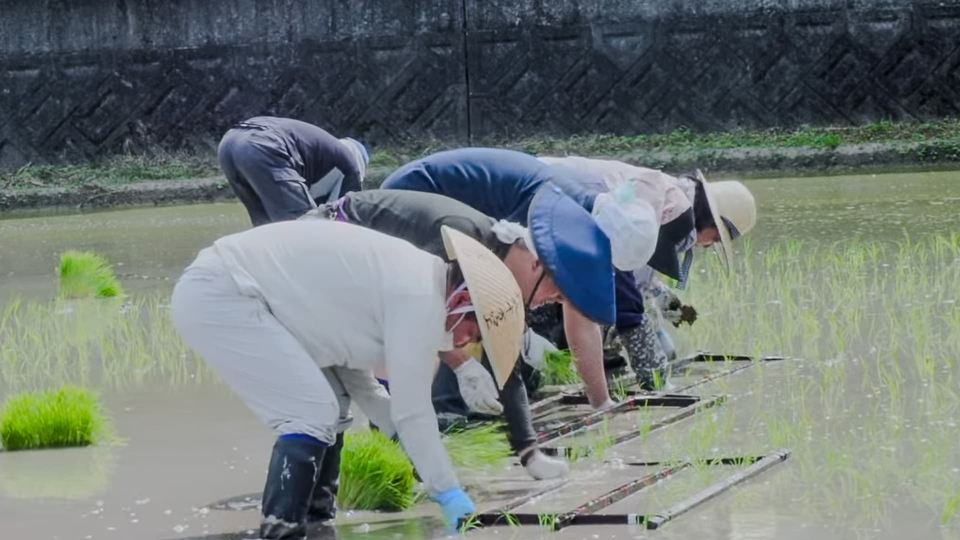 田植えの様子