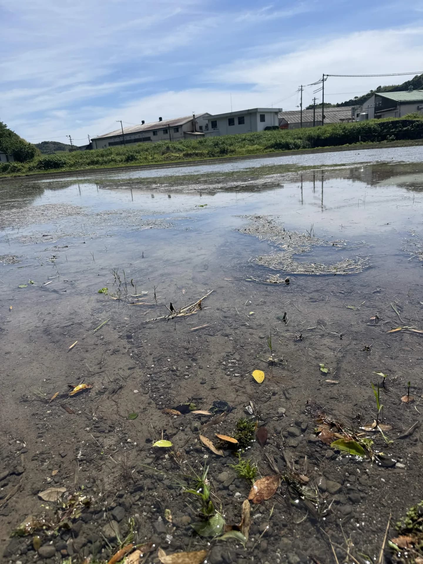 田植えに向けて水を入れた田んぼ