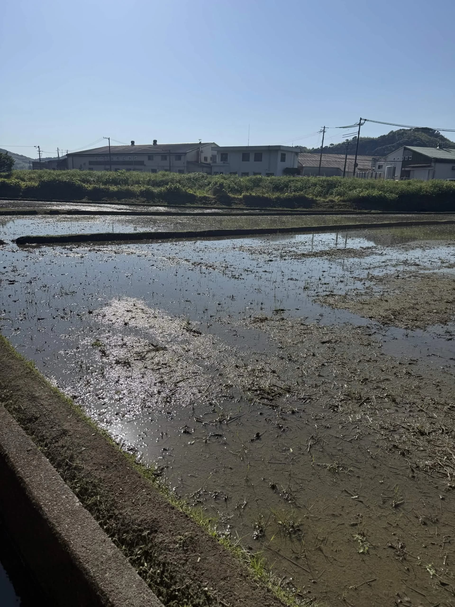 耕される前の田んぼ