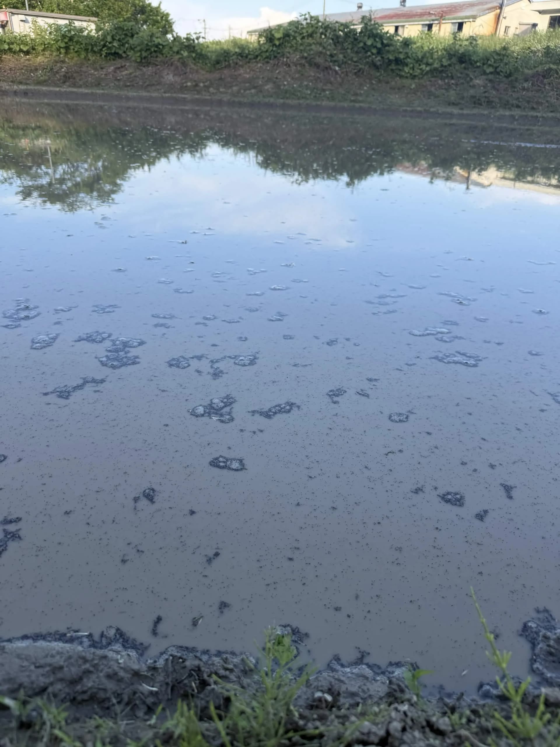 田植えを前に整えられた田んぼ