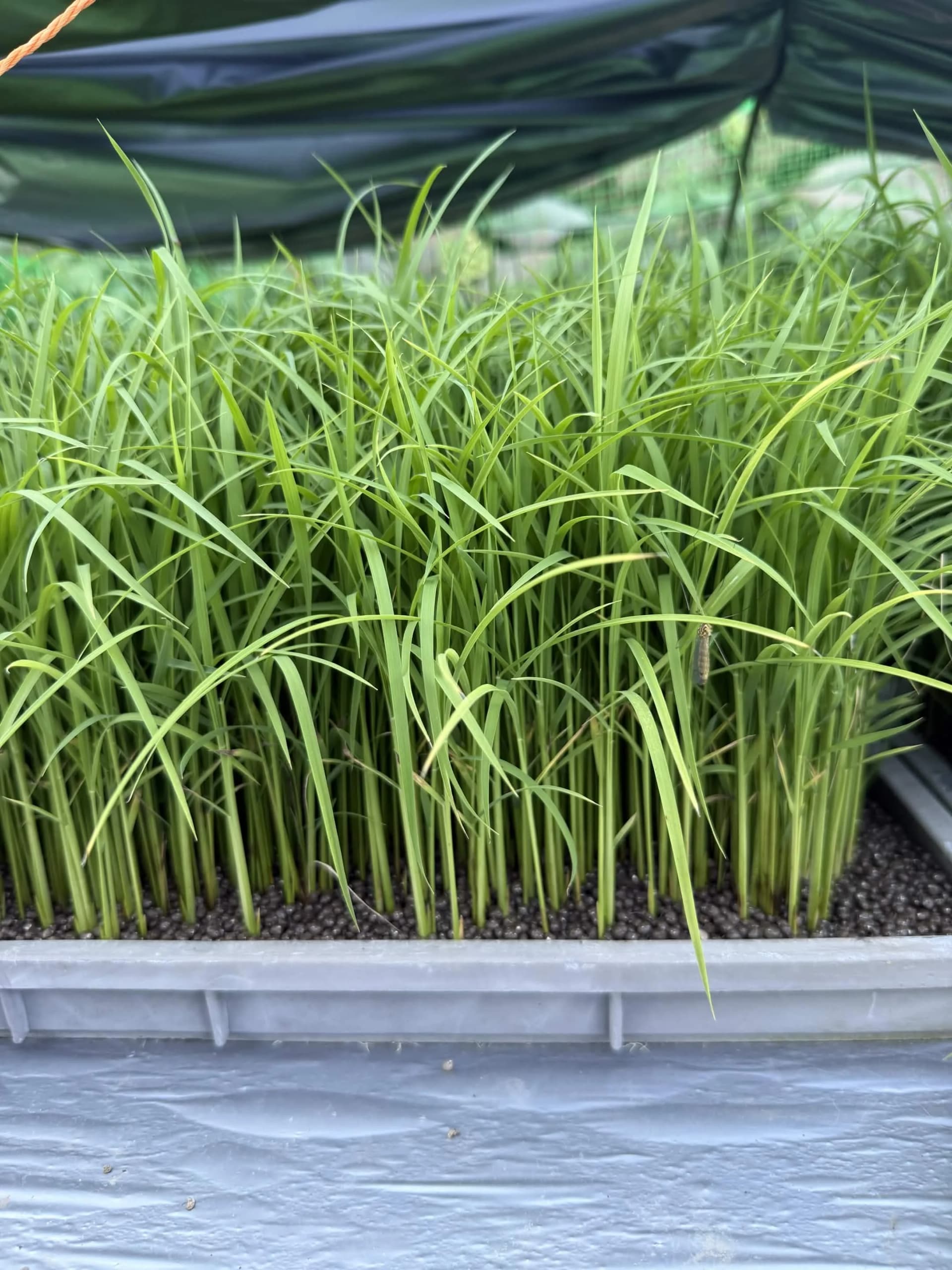 明日の田植えを待つ稲の苗