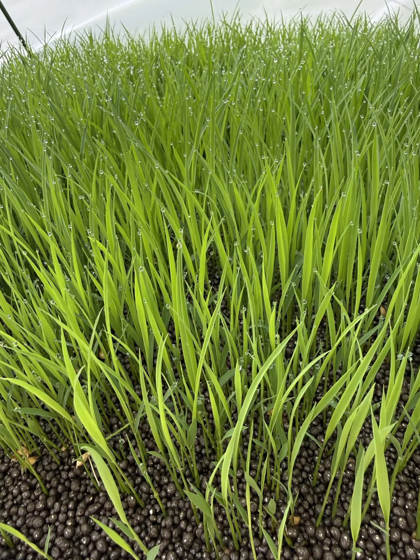4月26日の稲の苗