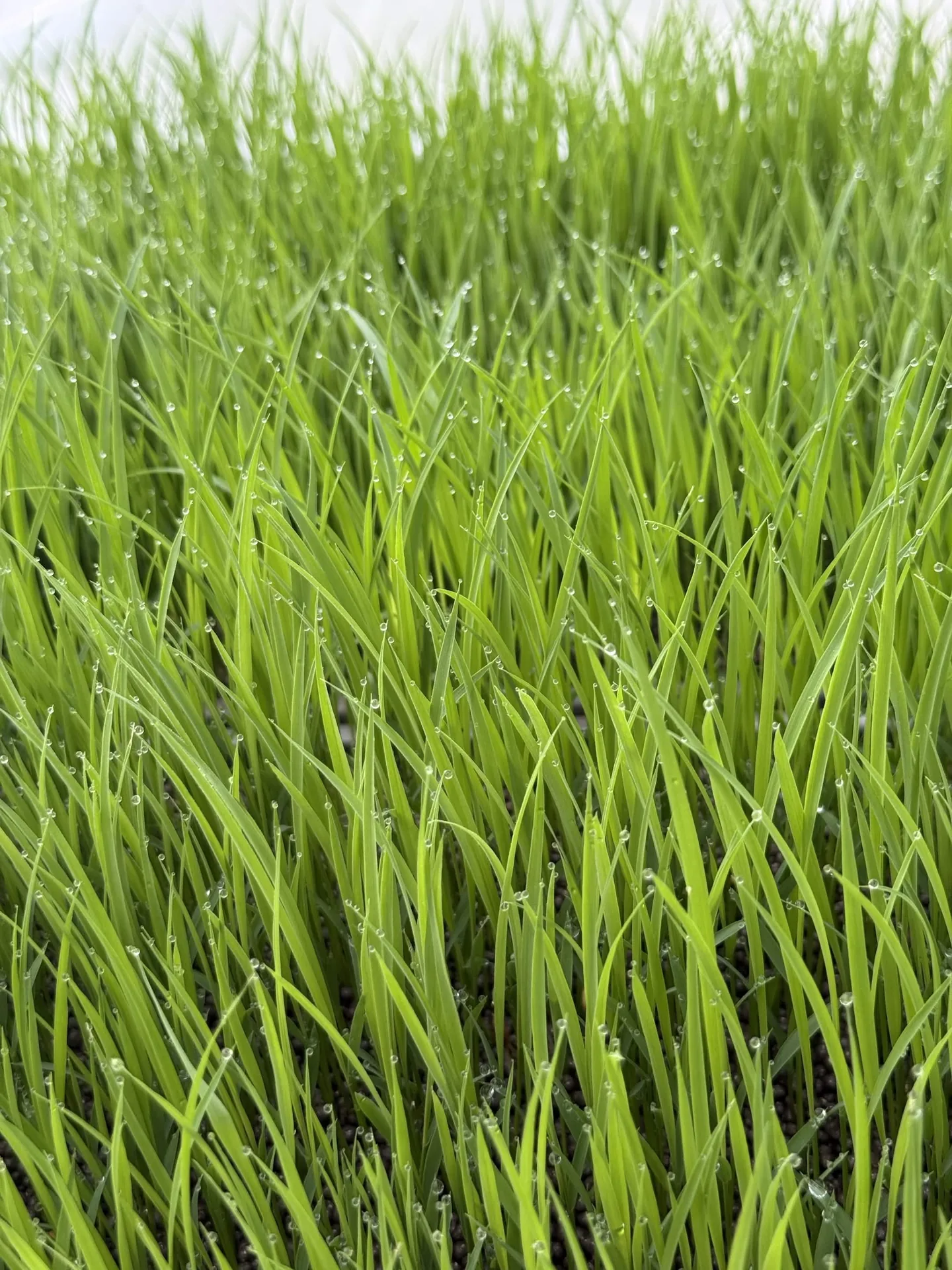 青く伸びる稲の苗