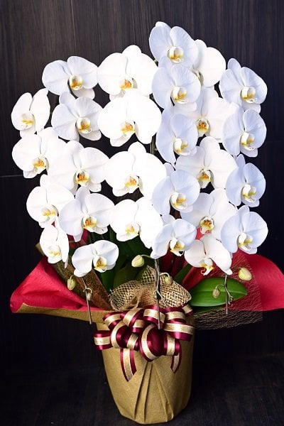 胡蝶蘭 白 3本立