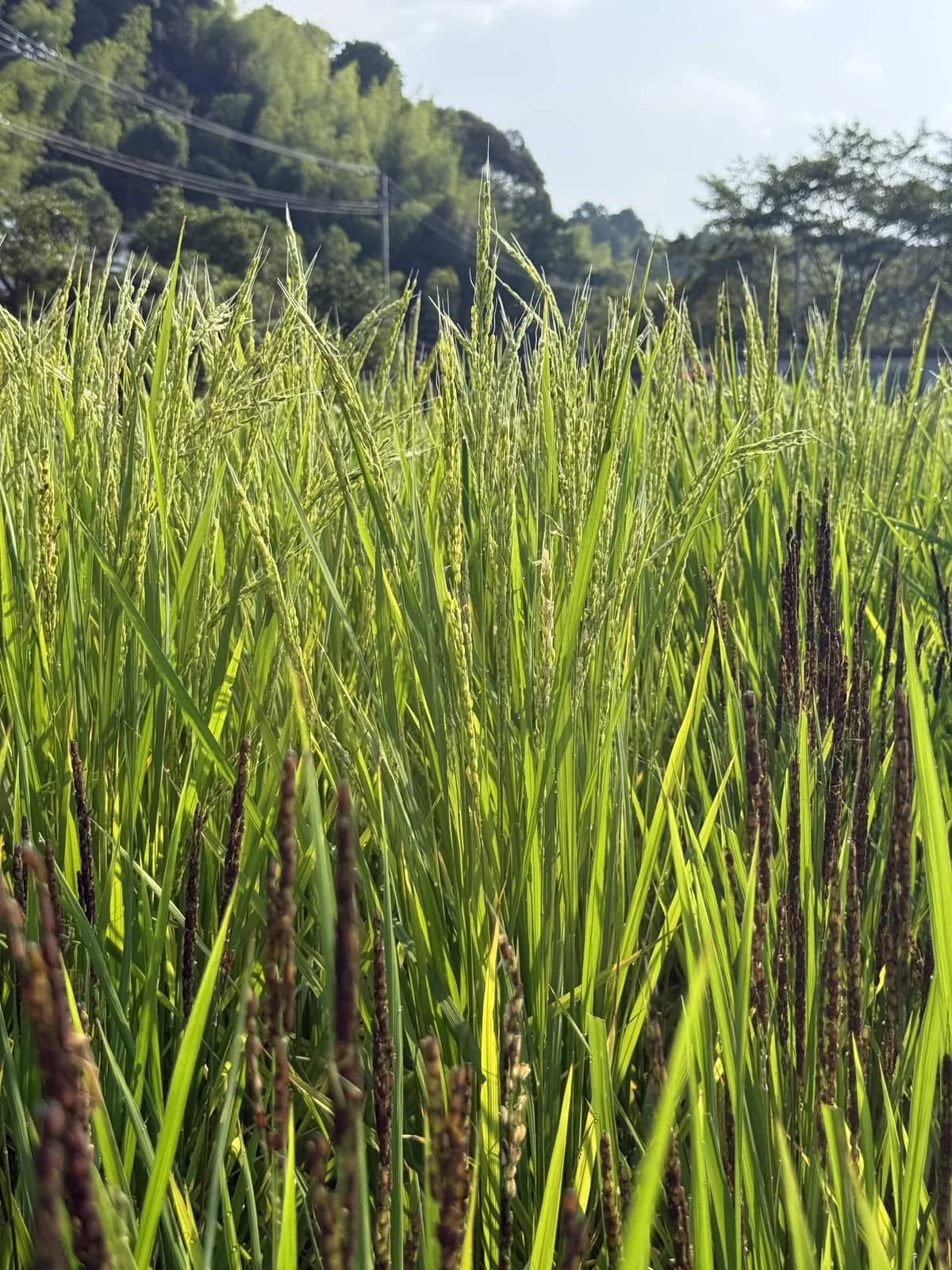 酒米の穂